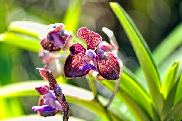 Een Schilderstuk Van Een Kleurig Prachtig Orchidee — Stockfoto