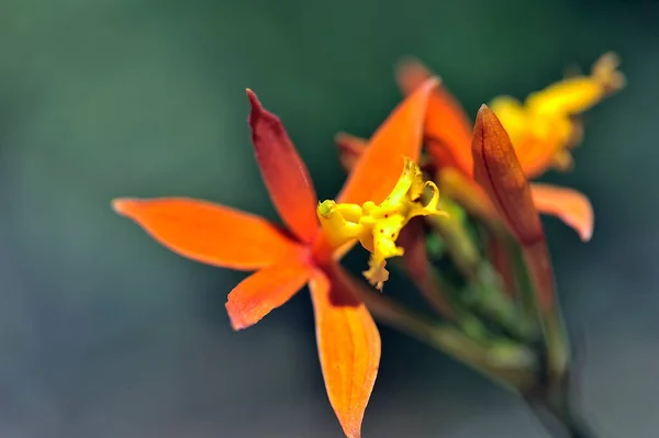 Renkli Güzel Bir Orkide Resmi — Stok fotoğraf