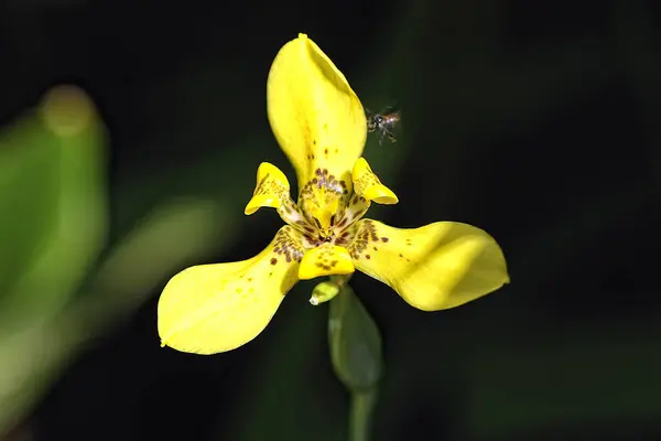 Uma Imagem Uma Orquídea Bonita Colorida — Fotografia de Stock