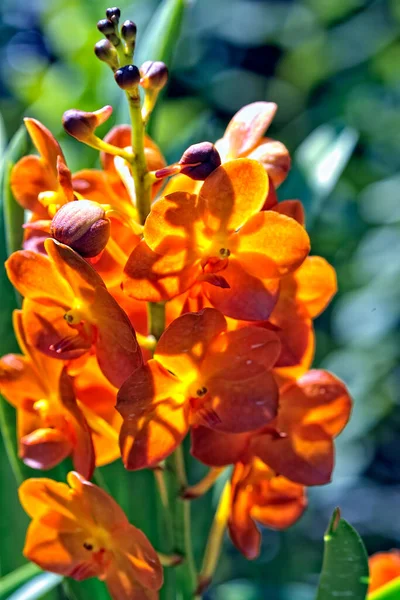 Een Schilderstuk Van Een Kleurig Prachtig Orchidee — Stockfoto