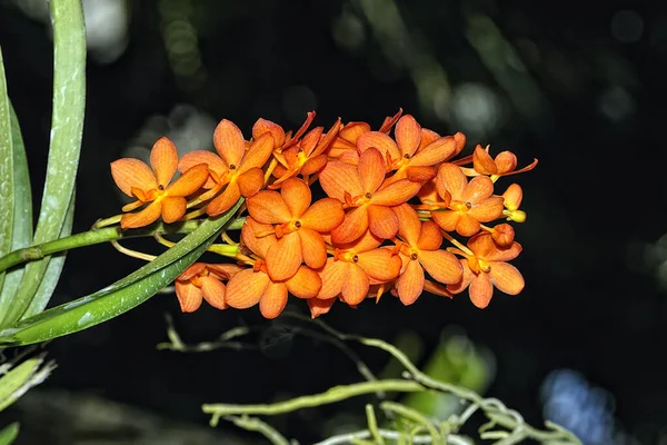 Eine Abbildung Einer Farbigen Schönen Orchidee — Stockfoto