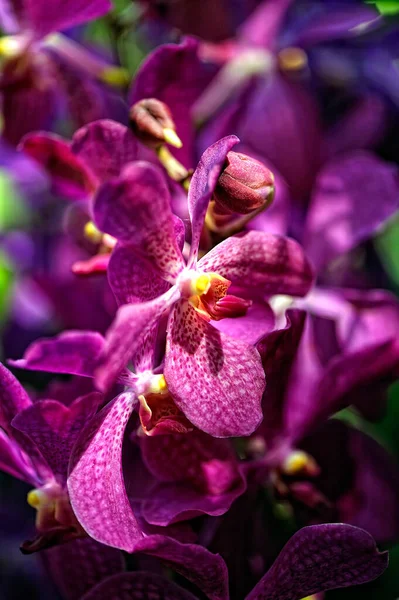 Renkli Güzel Bir Orkide Resmi — Stok fotoğraf