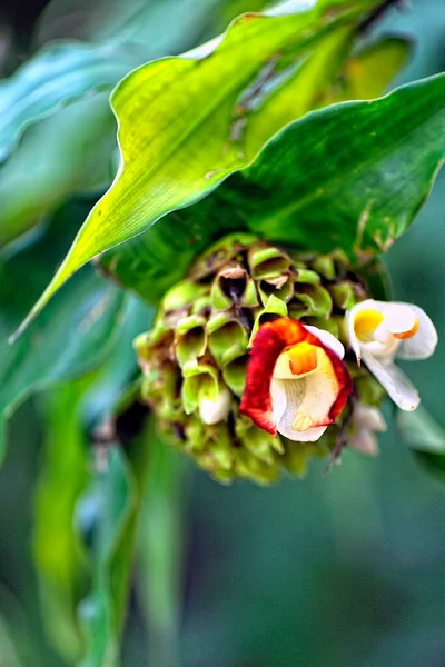 Uma Imagem Uma Bela Flor Colorida — Fotografia de Stock
