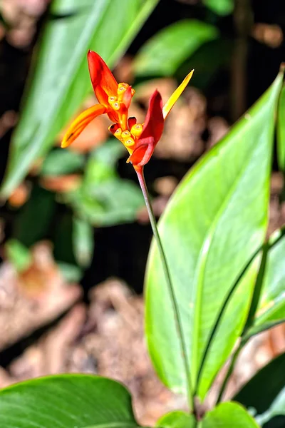 Güzel Renkli Bir Çiçeğin Resmi — Stok fotoğraf