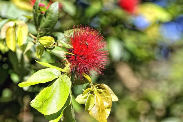 Ein Bild Von Einer Schönen Bunten Blume — Stockfoto