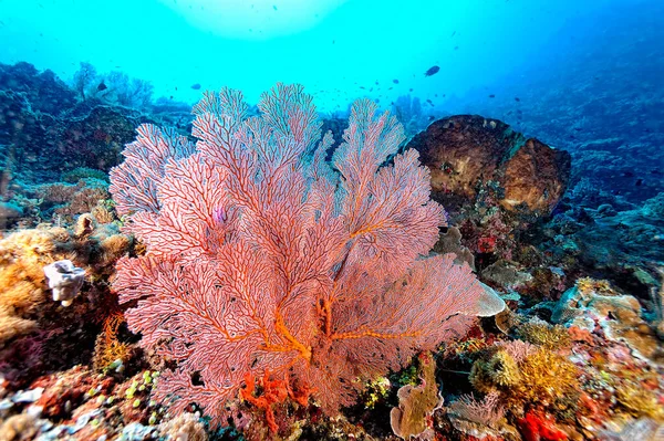 健康的なサンゴ礁の美しい写真 — ストック写真