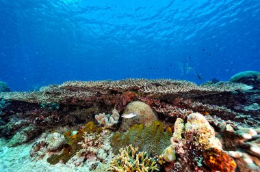 Sağlıklı bir mercan resifinin güzel bir resmi.