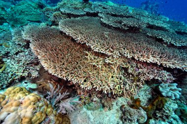 Sağlıklı bir mercan resifinin güzel bir resmi.