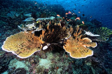 Güzel ve renkli bir crinoid resmi.