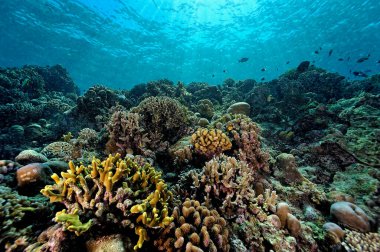 Sağlıklı bir mercan resifinin güzel bir resmi.