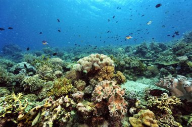 Sağlıklı bir mercan resifinin güzel bir resmi.