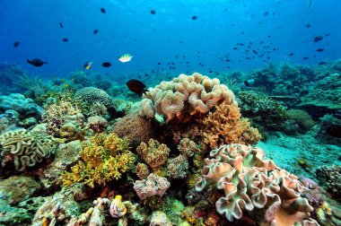 Sağlıklı bir mercan resifinin güzel bir resmi.