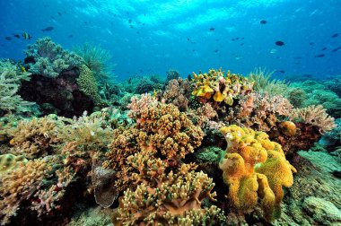 Sağlıklı bir mercan resifinin güzel bir resmi.