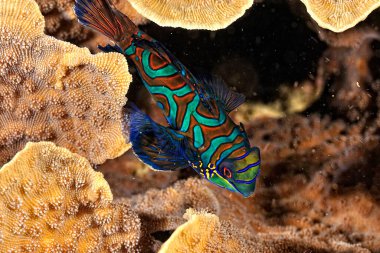 Mercanda yüzen bir mandalina balığı resmi.