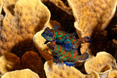 Mercanda yüzen bir mandalina balığı resmi.