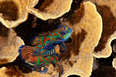 Mercanda yüzen bir mandalina balığı resmi.