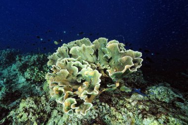 Sağlıklı bir mercan resifinin güzel bir resmi.