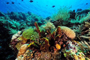 Sağlıklı bir mercan resifinin güzel bir resmi.