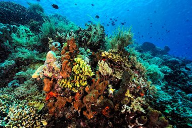 Sağlıklı bir mercan resifinin güzel bir resmi.