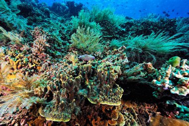 Sağlıklı bir mercan resifinin güzel bir resmi.