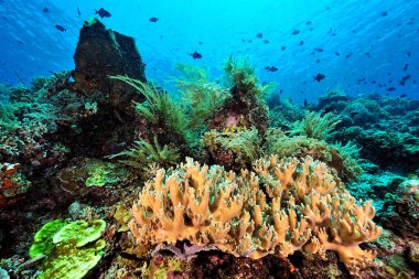 Sağlıklı bir mercan resifinin güzel bir resmi.