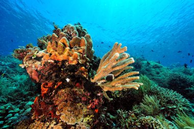 Sağlıklı bir mercan resifinin güzel bir resmi.