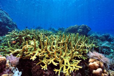Sağlıklı bir mercan resifinin güzel bir resmi.