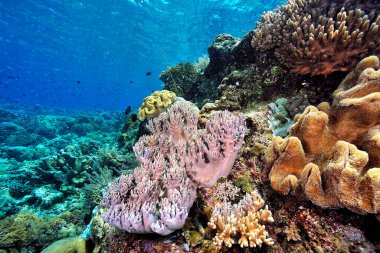 Sağlıklı bir mercan resifinin güzel bir resmi.