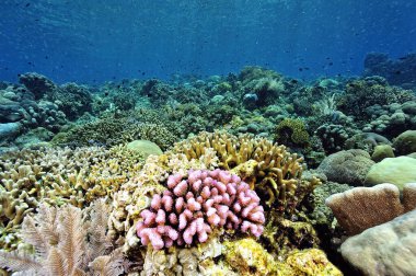 Sağlıklı bir mercan resifinin güzel bir resmi.