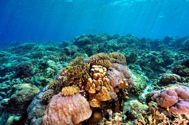 Sağlıklı bir mercan resifinin güzel bir resmi.