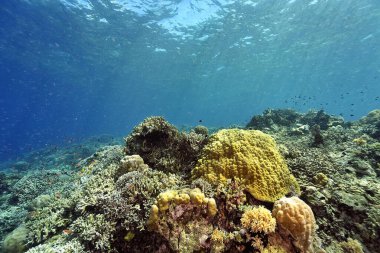 Sağlıklı bir mercan resifinin güzel bir resmi.