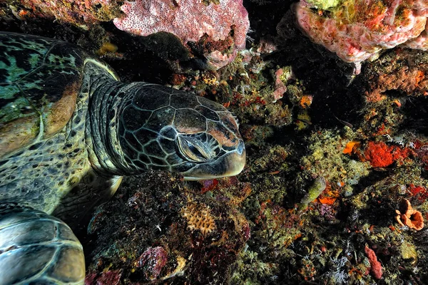 A picture of a lonely turtle in the sea