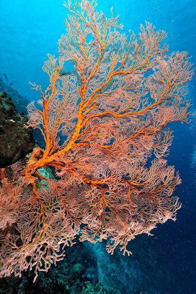 Beautiful Picture Healty Coral Reef — Stock Photo, Image