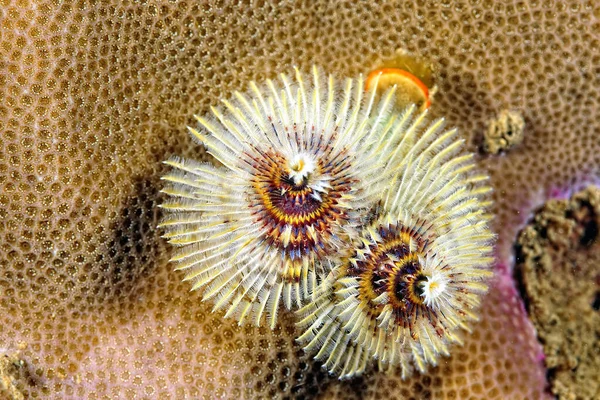 Picture Colored Christmas Tree Worm — Stock Photo, Image