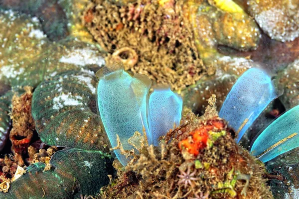 Une Image Bel Ascidien Dans Récif Corallien — Photo