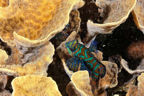 Ein Bild Eines Mandarinenfisches Der Der Koralle Schwimmt — Stockfoto