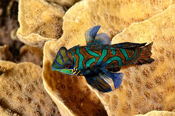 Картина Мандаринской Рыбы Плавающей Кораллах — стоковое фото
