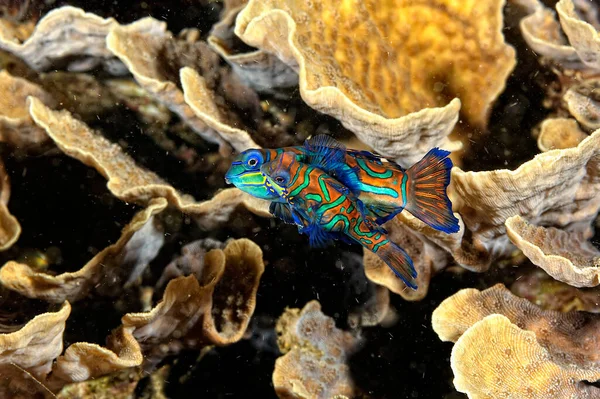 Uma Imagem Peixe Mandarim Nadando Coral — Fotografia de Stock