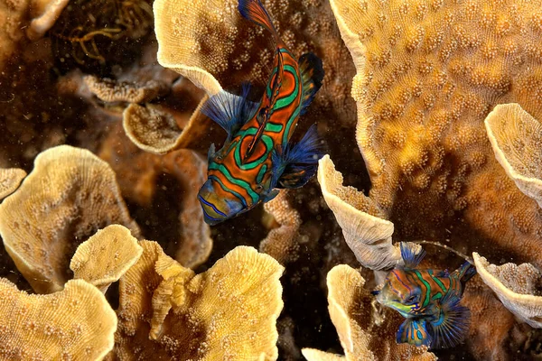 Uma Imagem Peixe Mandarim Nadando Coral — Fotografia de Stock