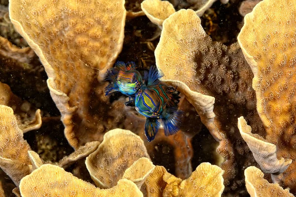 Uma Imagem Peixe Mandarim Nadando Coral — Fotografia de Stock