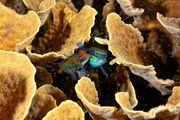 Картина Мандаринської Риби Плаває Коралі — стокове фото