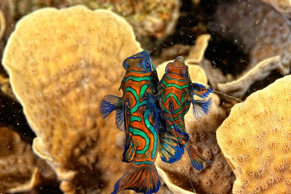 Picture Mandarin Fish Swimming Coral — Stock Photo, Image