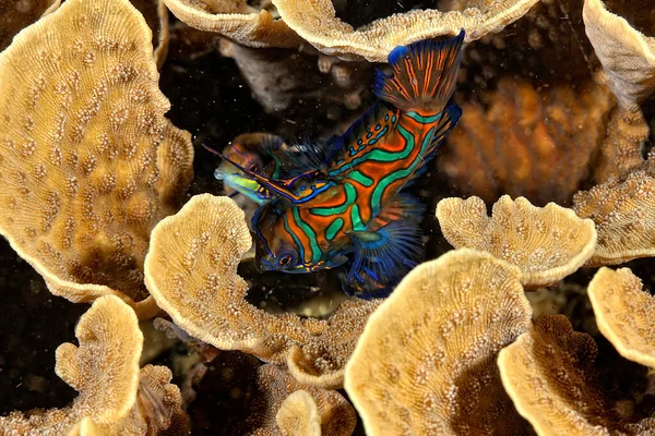 Uma Imagem Peixe Mandarim Nadando Coral — Fotografia de Stock