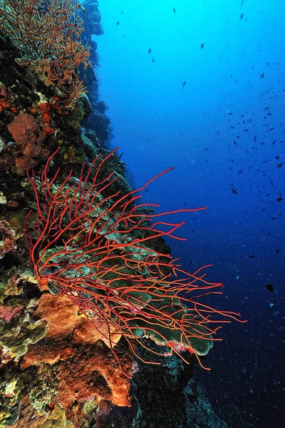 Beautiful Picture Healty Coral Reef — Stock Photo, Image