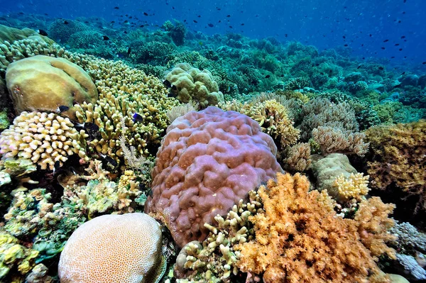 Beautiful Picture Healty Coral Reef — Stock Photo, Image