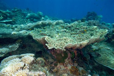 Sağlıklı bir mercan resifinin güzel bir resmi.