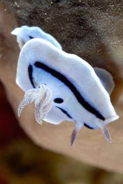 Renkli ve güzel dalların bir resmi.