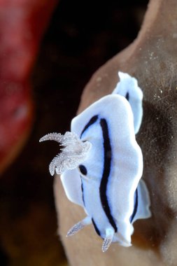 Renkli ve güzel dalların bir resmi.