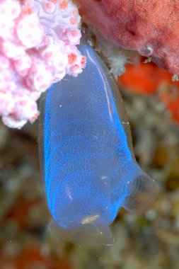 Mercan resifinde güzel bir ascidian resmi.