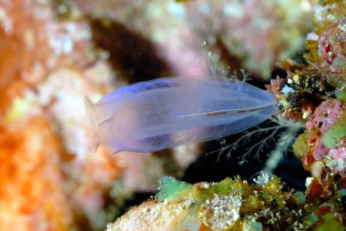 Mercan resifinde güzel bir ascidian resmi.